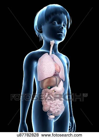 Stock Illustration - Internal organs of boy, illustration. Fotosearch