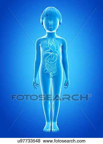 Stock Illustration - Internal organs of boy, illustration. Fotosearch