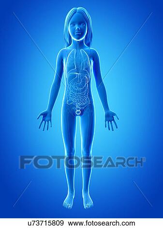 Internal organs of girl, illustration View Large Illustration Stock Illustration - Internal organs of girl, illustration. Fotosearch