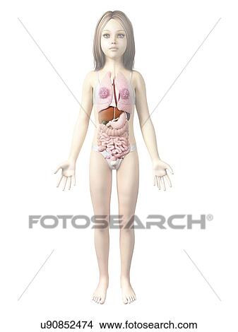 Internal organs of girl, illustration View Large Illustration Stock Illustration - Internal organs of girl, illustration. Fotosearch