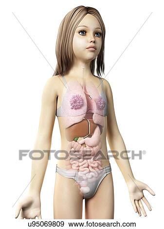 Internal organs of girl, illustration View Large Illustration Stock Illustration - Internal organs of girl, illustration. Fotosearch