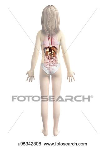 Internal organs of girl, illustration View Large Illustration Stock Illustration - Internal organs of girl, illustration. Fotosearch