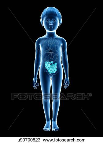 Intestine of a boy, illustration View Large Illustration Drawing - Intestine of a boy, illustration. Fotosearch