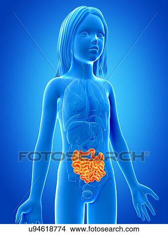 Intestine of a girl, illustration View Large Illustration Stock Illustration - Intestine of a girl, illustration. Fotosearch