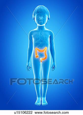 Drawing - Intestine of boy, illustration. Fotosearch