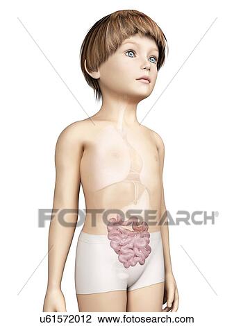 Drawing - Intestine of boy, illustration. Fotosearch