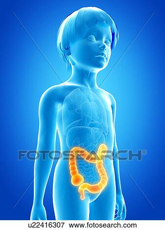 Stock Illustration - Intestine of boy, illustration. Fotosearch