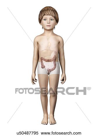 Stock Illustration - Intestine of boy, illustration. Fotosearch