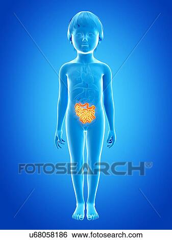 Stock Illustration - Intestine of boy, illustration. Fotosearch