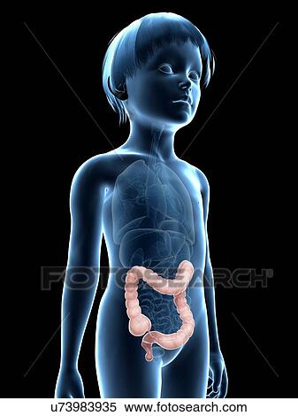Intestine of boy, illustration View Large Illustration Stock Illustration - Intestine of boy, illustration. Fotosearch