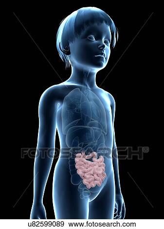 Intestine of boy, illustration View Large Illustration Stock Illustration - Intestine of boy, illustration. Fotosearch