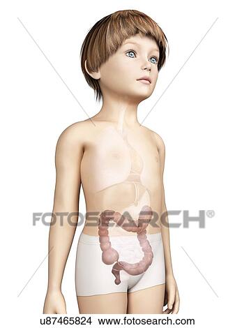 Stock Illustration - Intestine of boy, illustration. Fotosearch