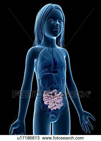 Intestine of girl, illustration View Large Illustration Drawing - Intestine of girl, illustration. Fotosearch