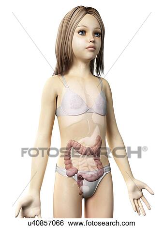 Stock Illustration - Intestine of girl, illustration. Fotosearch