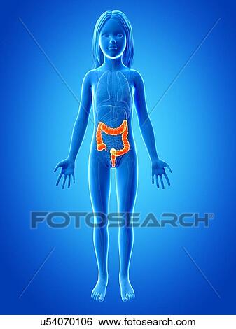 Intestine of girl, illustration View Large Illustration Stock Illustration - Intestine of girl, illustration. Fotosearch