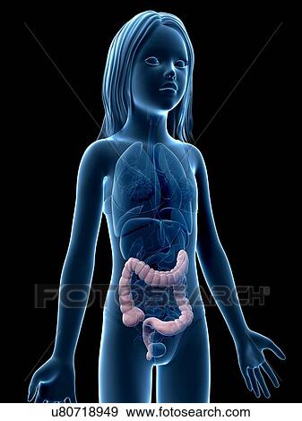 Stock Illustration - Intestine of girl, illustration. Fotosearch