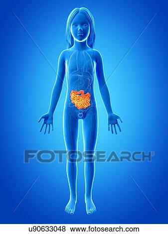 Intestine of girl, illustration View Large Illustration Stock Illustration - Intestine of girl, illustration. Fotosearch