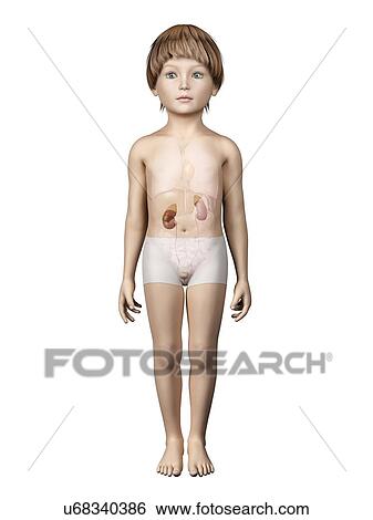 Stock Illustration - Kidneys of boy, illustration. Fotosearch