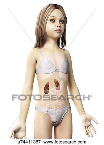 Kidneys of girl, illustration View Large Illustration Stock Illustration - Kidneys of girl, illustration. Fotosearch