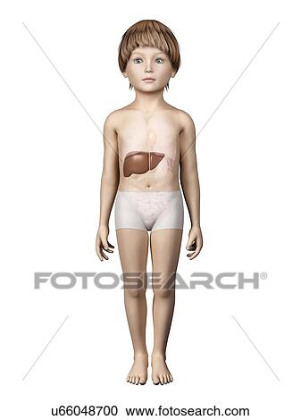 Clipart - Liver of boy, illustration. Fotosearch