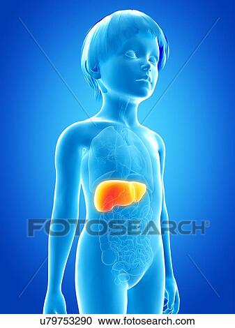 Clipart - Liver of boy, illustration. Fotosearch