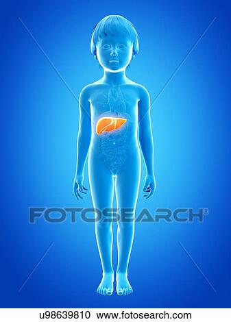 Clipart - Liver of boy, illustration. Fotosearch