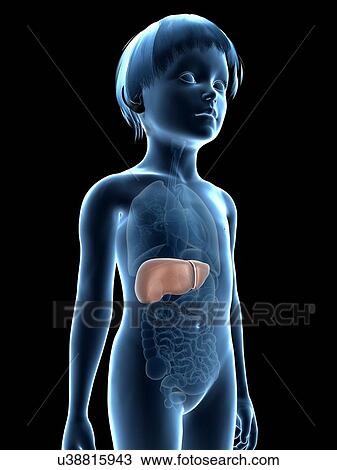 Liver of boy, illustration View Large Illustration Drawing - Liver of boy, illustration. Fotosearch