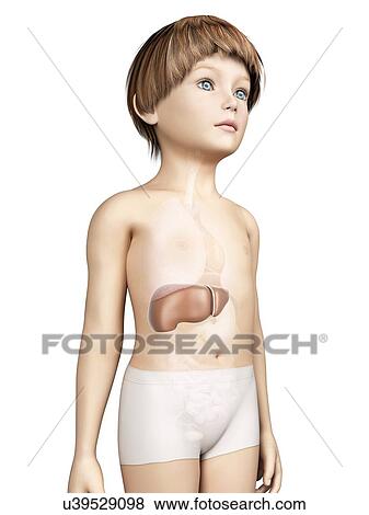 Liver of boy, illustration View Large Illustration Stock Illustration - Liver of boy, illustration. Fotosearch