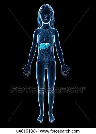 Liver of girl, illustration View Large Illustration Stock Illustration - Liver of girl, illustration. Fotosearch