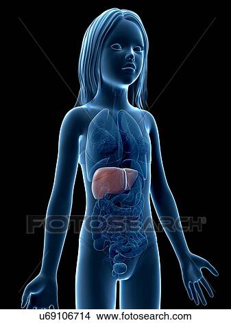 Stock Illustration - Liver of girl, illustration. Fotosearch