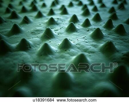Stock Illustration - Lotus flower surface, illustration. Fotosearch