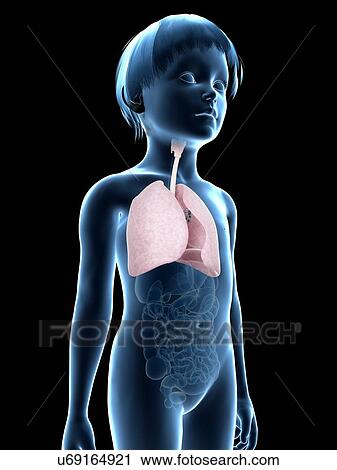 Clip Art - Lungs of boy, illustration. Fotosearch