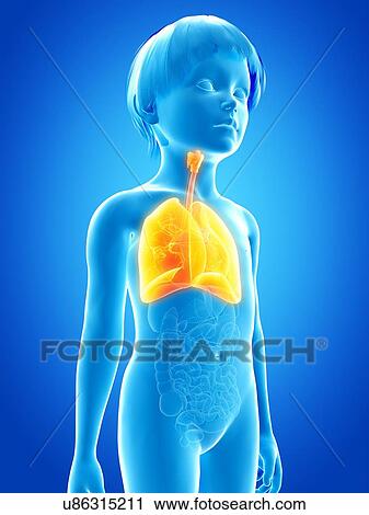 Lungs of boy, illustration View Large Illustration Clip Art - Lungs of boy, illustration. Fotosearch