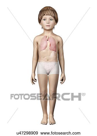 Lungs of boy, illustration View Large Illustration Stock Illustration - Lungs of boy, illustration. Fotosearch