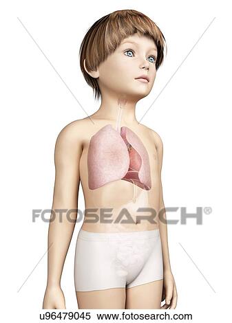 Lungs of boy, illustration View Large Illustration Stock Illustration - Lungs of boy, illustration. Fotosearch