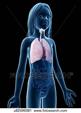 Lungs of girl, illustration View Large Illustration Clip Art - Lungs of girl, illustration. Fotosearch
