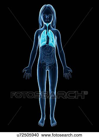 Clipart - Lungs of girl, illustration. Fotosearch