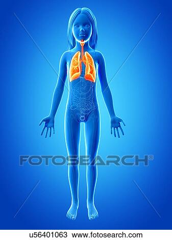 Lungs of girl, illustration View Large Illustration Drawing - Lungs of girl, illustration. Fotosearch