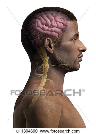 Male brain, illustration View Large Illustration Clipart - Male brain, illustration. Fotosearch