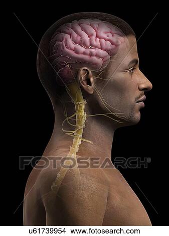 Male brain, illustration View Large Illustration Stock Illustration - Male brain, illustration. Fotosearch