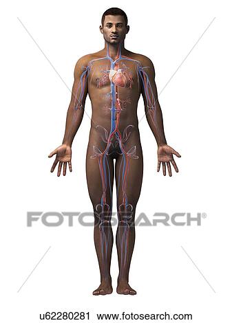 Male cardiovascular system, illustration View Large Illustration Clip Art - Male cardiovascular system, illustration. Fotosearch