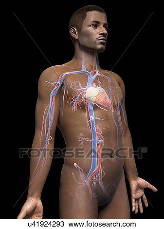 Drawing - Male cardiovascular system, illustration. Fotosearch