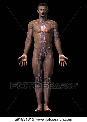 Stock Illustration - Male cardiovascular system, illustration. Fotosearch
