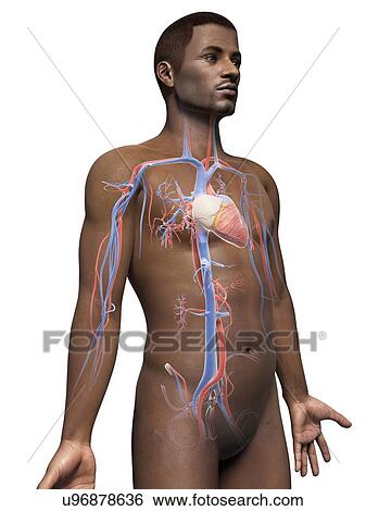 Stock Illustration - Male cardiovascular system, illustration. Fotosearch