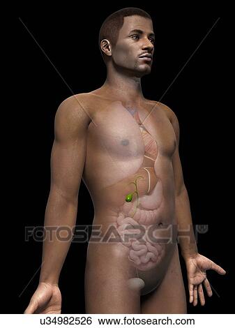 Stock Illustration - Male gall bladder, illustration. Fotosearch