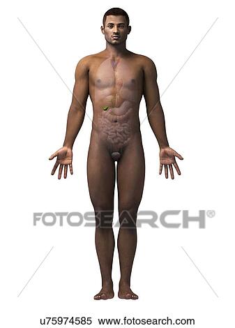 Stock Illustration - Male gall bladder, illustration. Fotosearch