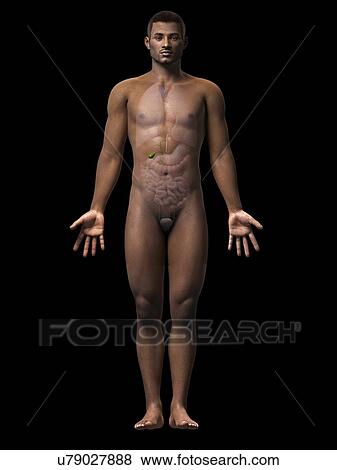 Stock Illustration - Male gall bladder, illustration. Fotosearch
