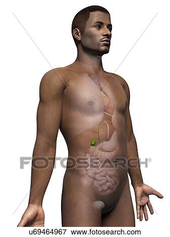 Stock Illustration - Male gall bladder system, illustration. Fotosearch