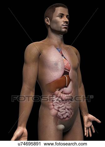 Clip Art - Male internal organs, illustration. Fotosearch