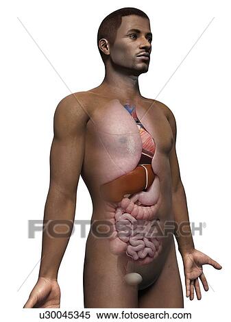 Stock Illustration - Male internal organs, illustration. Fotosearch